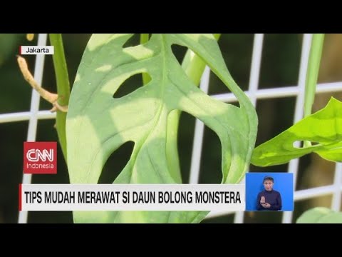 Tips Mudah Merawat si Daun Bolong