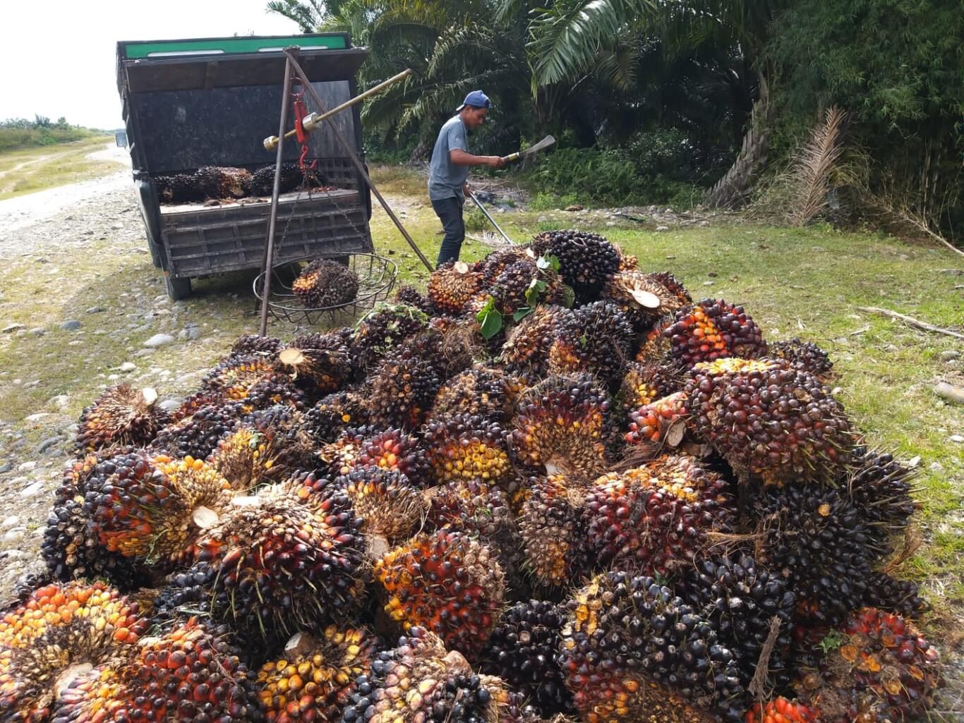 Aceh Herald - Harga TBS Sawit Abdya Membaik Pasca Lebaran, Tapi Masih ...