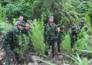 Personil gabungan sedang memusnahkan ladang ganja