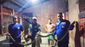 King cobra di Gampong Blang Mee, Lhoong, Aceh Besar. Foto BPBD Abes.
